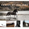 Postkarten Set- Horses of Iceland 2-0