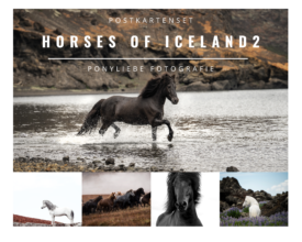 Postkarten Set- Horses of Iceland 2-0